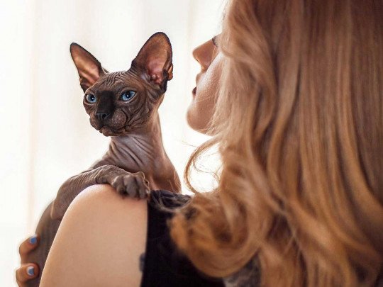 У кошек из Уханя нашли коронавирус нового типа