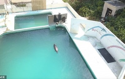 В Японии умер самый одинокий дельфин