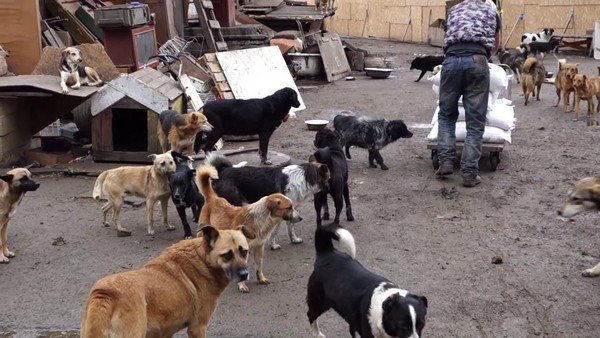 Пожар в приюте для животных в Одессе: собак и кошек бросился спасать случайный прохожий (фото, видео)