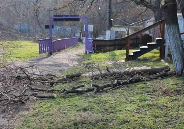 Уникальный парк канул в лету: возле Трассы здоровья спилили около сотни деревьев 