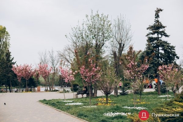 Место для красивых фото: в парке Победы в Одессе зацвела сакура. Фото