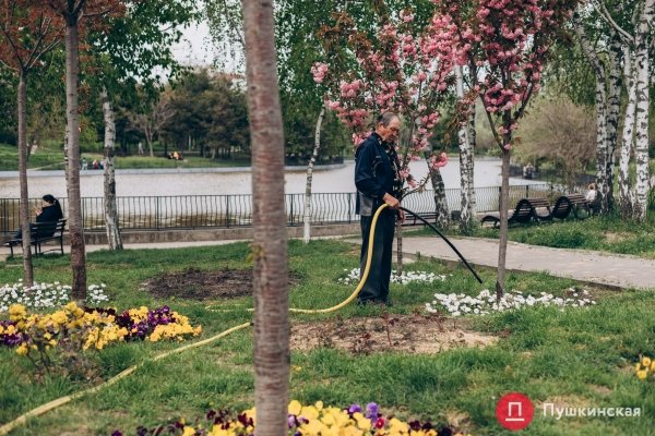 Место для красивых фото: в парке Победы в Одессе зацвела сакура. Фото