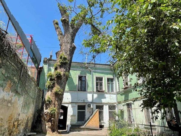 Варварски подрезанный 200-летний тополь в центре Одессы выжил и уже пустил молодые побеги. Фото