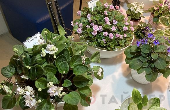 «Пётр Первый», «Розовый слон» и «Сердце матери»: одесский клуб любителей фиалок показал свои достижения