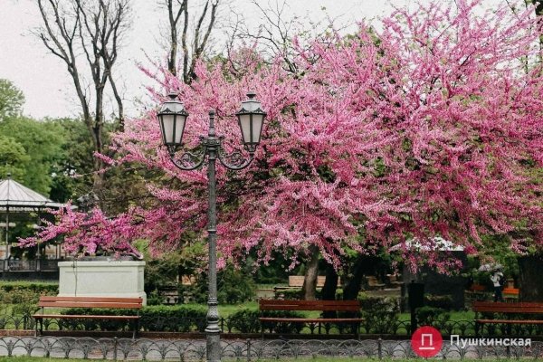 Место для селфи: в одесском Горсаду зацвело иудино дерево. Фото
