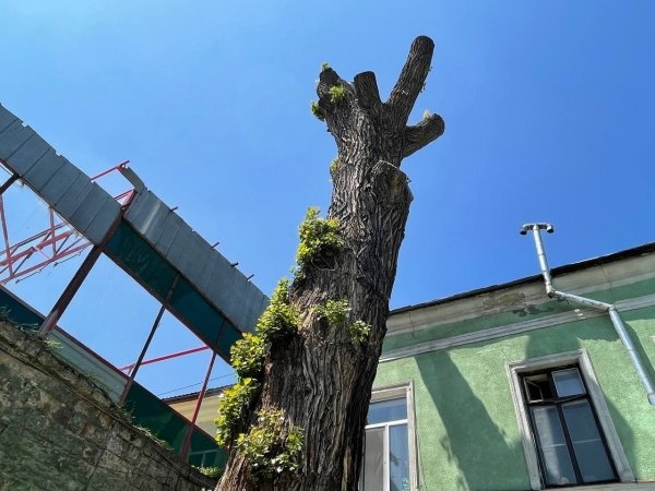 Варварски подрезанный 200-летний тополь в центре Одессы выжил и уже пустил молодые побеги. Фото