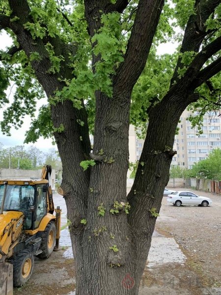 Одесситы борются за сохранение огромного дуба на Ближних Мельницах
