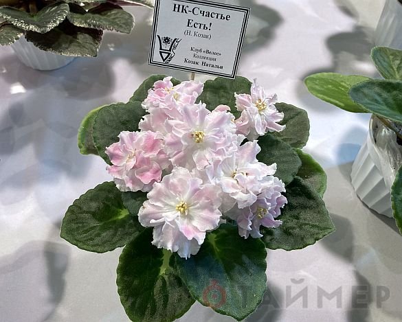 «Пётр Первый», «Розовый слон» и «Сердце матери»: одесский клуб любителей фиалок показал свои достижения