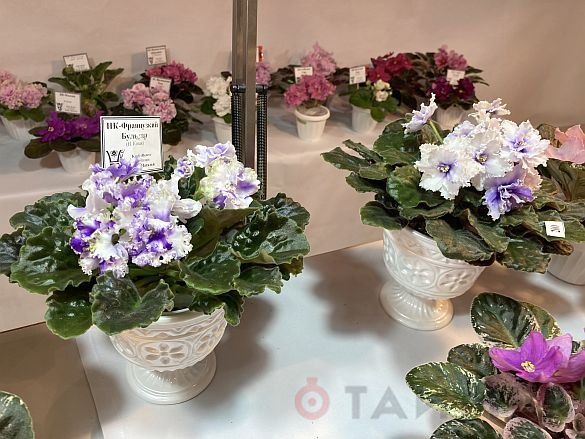 «Пётр Первый», «Розовый слон» и «Сердце матери»: одесский клуб любителей фиалок показал свои достижения