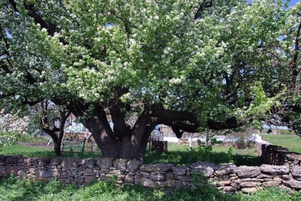 Самое старое фруктовое дерево Украины цветёт в Одесской области