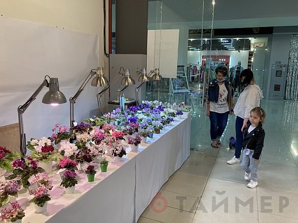 «Пётр Первый», «Розовый слон» и «Сердце матери»: одесский клуб любителей фиалок показал свои достижения