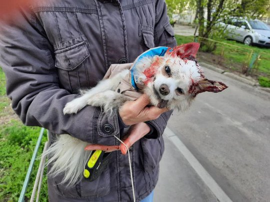 Свавілля по-київськи: неадекват нацьковує лютого пса на людей і собак