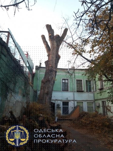 Прокуроры передали в суд дело покалеченного одесского тополя-старожила 
