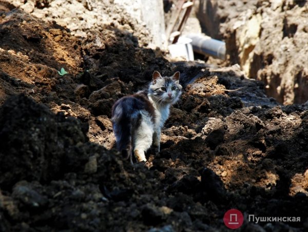 Ремонты вокруг «Привоза»: Труханов рассказал, когда откроют Новощепной ряд и перегородят Пантелеймоновскую