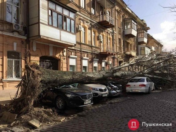 В центре Одессы хотят спилить более 100 деревьев: в мэрии говорят, что они сухие и аварийные