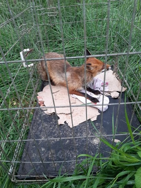 Директор Одесского зоопарка подарил свободу пойманной на воровстве кур лисице