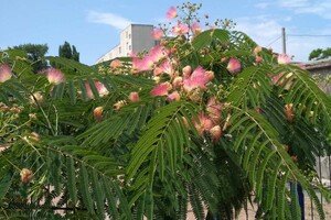 В Одессе расцвело исчезающее дерево: где сделать красивые фото