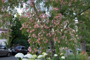В Одессе расцвело исчезающее дерево: где сделать красивые фото