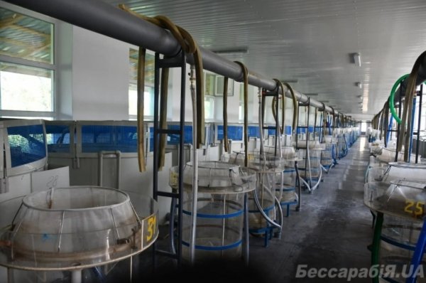 Под Измаилом выращивают осетров и стерлядь: хотят торговать чёрной икрой