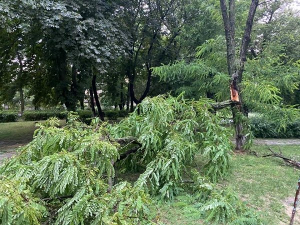Непогода: север Одесской области залило дождём, побило градом, а ветер ломал деревья