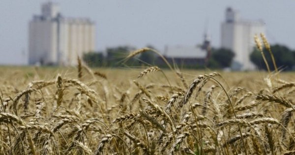 Бесплатные 2 гектара для каждого украинца: реально ли получить землю
