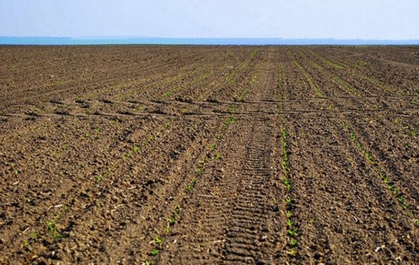 В Украине открывают рынок земли: какие документы нужны для продажи