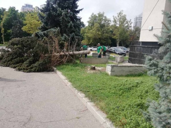 Возле Одесской облгосадминистрации продолжают пилить ели  