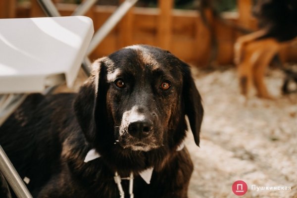 Home Me Fest: как в Одессе проходит самый добрый фестиваль для животных из приютов. Фоторепортаж