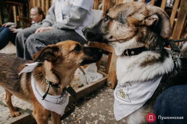 Home Me Fest: как в Одессе проходит самый добрый фестиваль для животных из приютов. Фоторепортаж