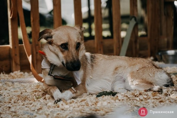 Home Me Fest: как в Одессе проходит самый добрый фестиваль для животных из приютов. Фоторепортаж