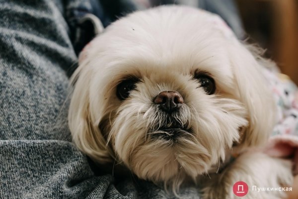 Home Me Fest: как в Одессе проходит самый добрый фестиваль для животных из приютов. Фоторепортаж