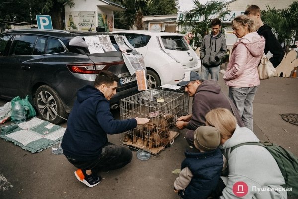 Home Me Fest: как в Одессе проходит самый добрый фестиваль для животных из приютов. Фоторепортаж