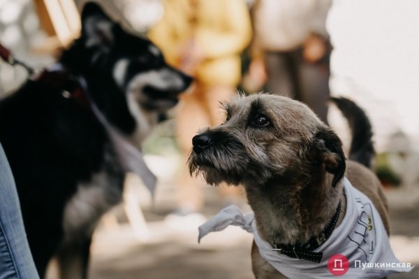 Home Me Fest: как в Одессе проходит самый добрый фестиваль для животных из приютов. Фоторепортаж