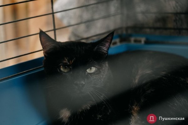 Home Me Fest: как в Одессе проходит самый добрый фестиваль для животных из приютов. Фоторепортаж