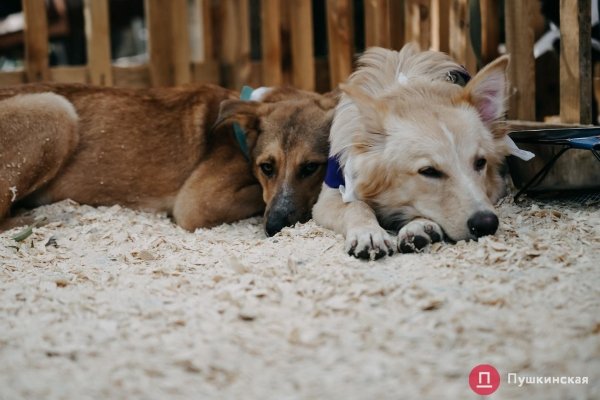 Home Me Fest: как в Одессе проходит самый добрый фестиваль для животных из приютов. Фоторепортаж