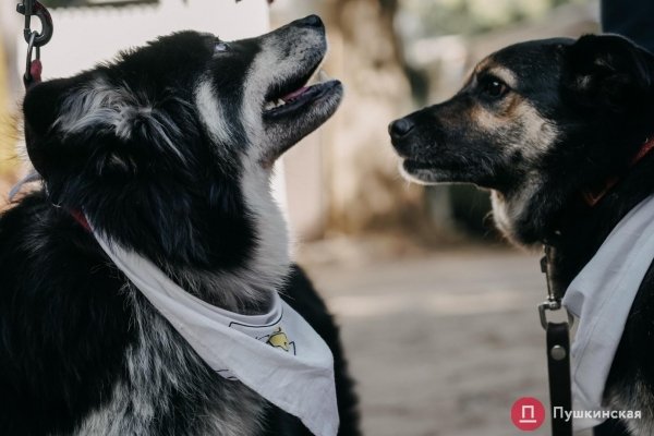Home Me Fest: как в Одессе проходит самый добрый фестиваль для животных из приютов. Фоторепортаж