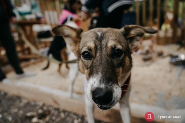 Home Me Fest: как в Одессе проходит самый добрый фестиваль для животных из приютов. Фоторепортаж