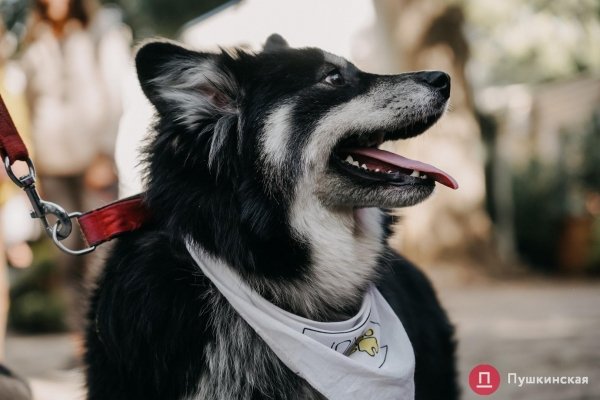 Home Me Fest: как в Одессе проходит самый добрый фестиваль для животных из приютов. Фоторепортаж
