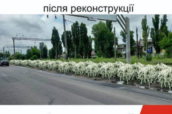 Будут радовать глаз: на въезде в Одессу высадят 16 тысяч кустов спиреи