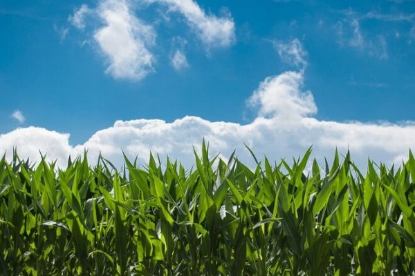 
                                                                        Продукты питания подорожают: депутаты хотят поднять ставки на ввоз средств защиты растений
                                                                                                                                                                                                                    