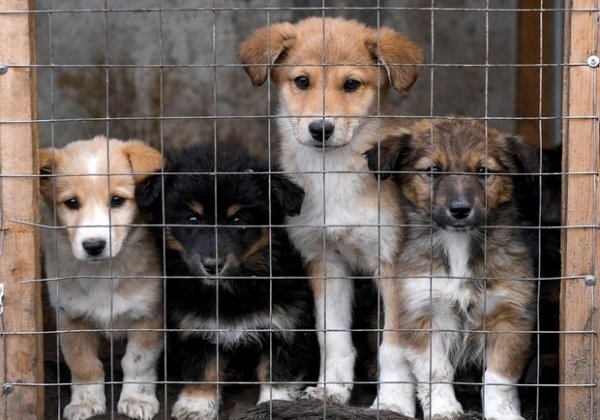Обокрали бездомных животных: в Одессе накажут чиновницу и бизнесмена