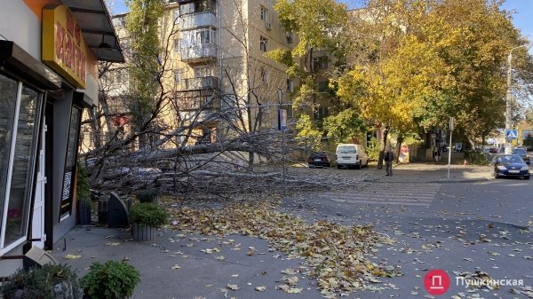 В Одессе сильный ветер повалил почти 30 деревьев. Фото