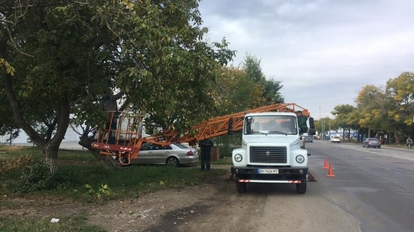 У въезда в Одессу высаживают живую изгородь из спиреи