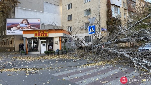 В Одессе сильный ветер повалил почти 30 деревьев. Фото