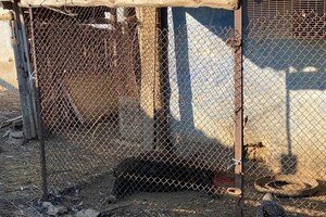 На ферме под Одессой, где сгорели овцы, рассказали подробности пожара