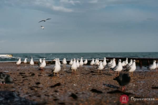 Час весны в конце осени: легкий шторм и теплынь на одесском побережье. Фоторепортаж