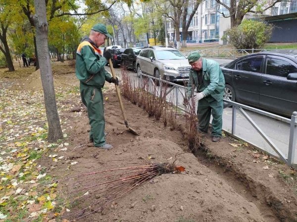 Одесские коммунальщики огораживают парк Шевченко живым забором 