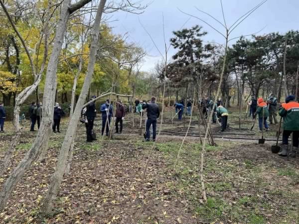 Трухановские посадки: в Одессе стало ещё на 50 акаций больше 