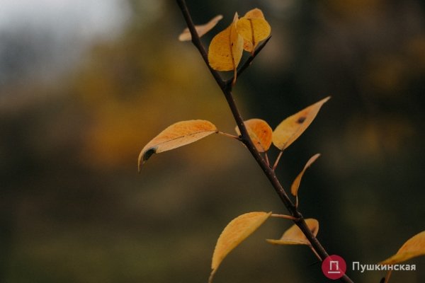 Золотая листва, море и абсолютный покой: прогулка по осенней Трассе здоровья. Фоторепортаж