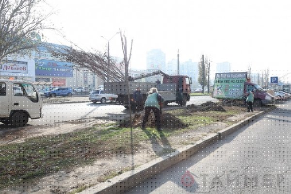 На Посёлке Котовского и Балковской высадили акации Труханова